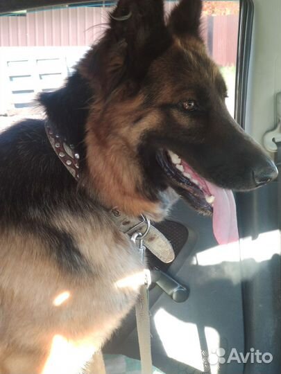 Собака немецкая овчарка курган