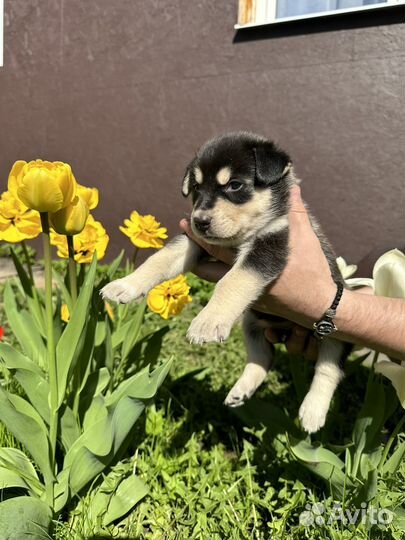 Щенки метисы хаски