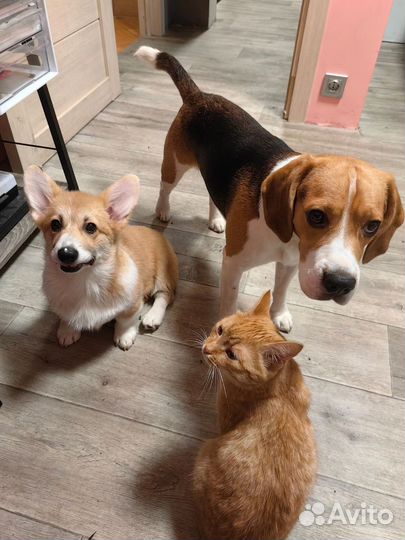 Вязка кобель бигль