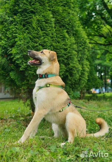 Собака в добрые руки из приюта