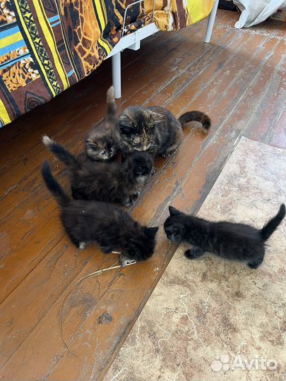 Котята в добрые руки