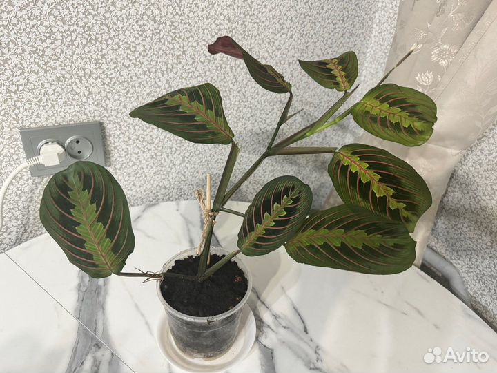 Комнатные растения Maрантa Фaсцинатор триколор