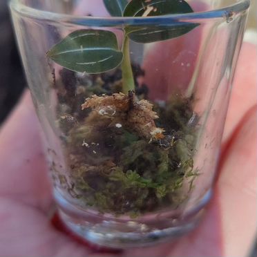 Лудизия двуцветная