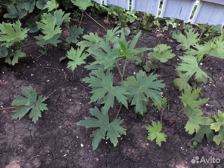 Дельфиниум