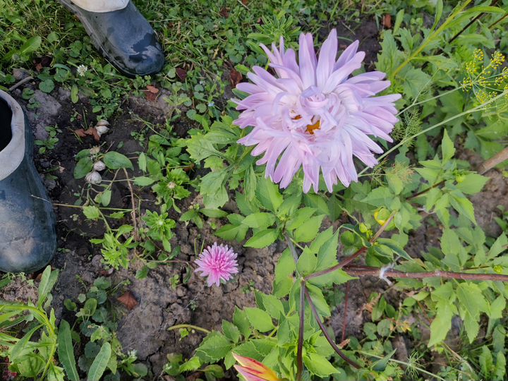 Участок 15 сот. (СНТ, ДНП)