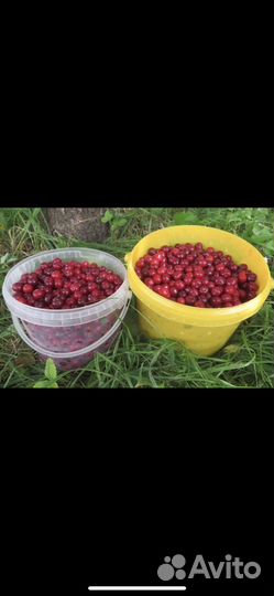 Вишня ягода свежая