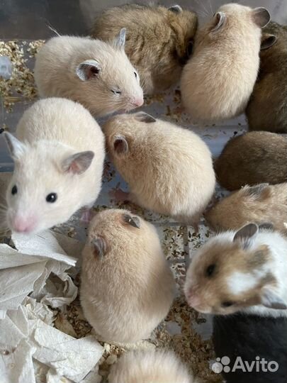 Хомяки крысята продажа