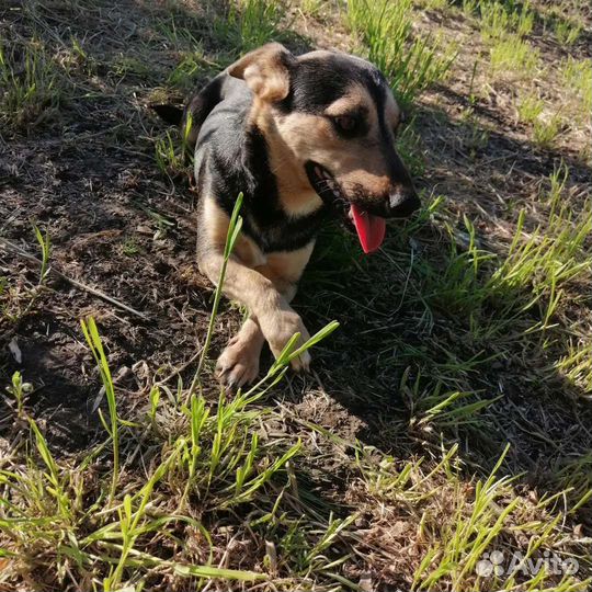 Маленькая собака