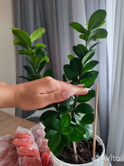 Фикус микрокарпа гинсенг