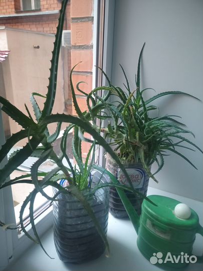 Алоэ столетник большой