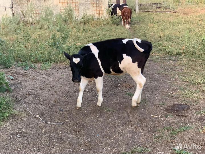 Коровы и нетели