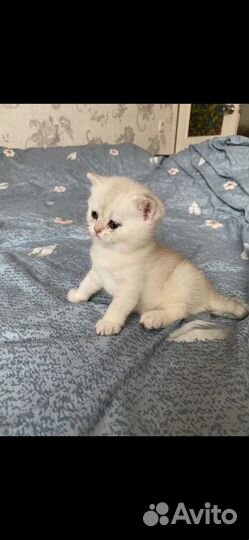 Британская серебристая шиншилла кот