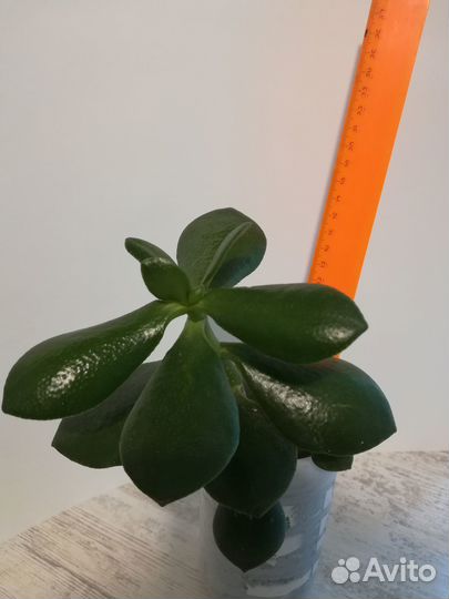 Продам толстянку