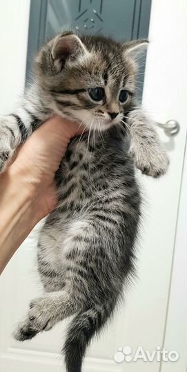 Котята - забронированы