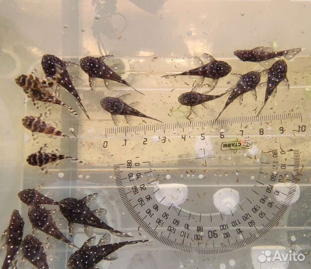 Номерные сомы, анциструсы, трубки для сомов