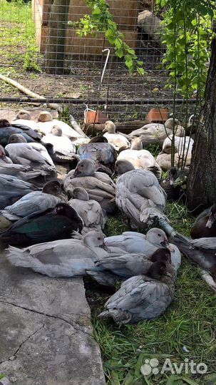 Индоутки на племя