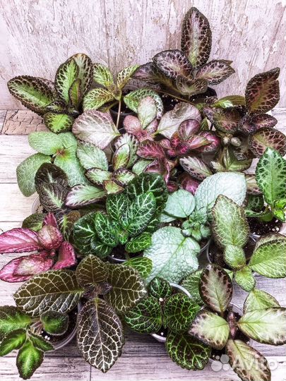 Эписция,детки,Альсобия