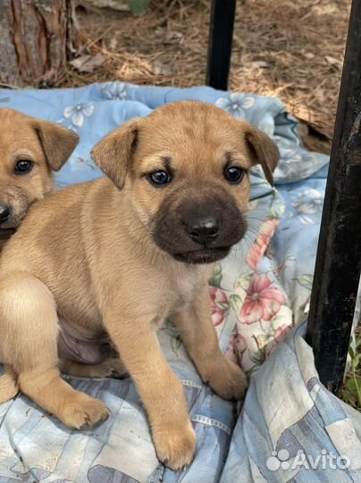 Маленькая собака