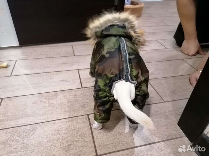 Комбинезон для собак