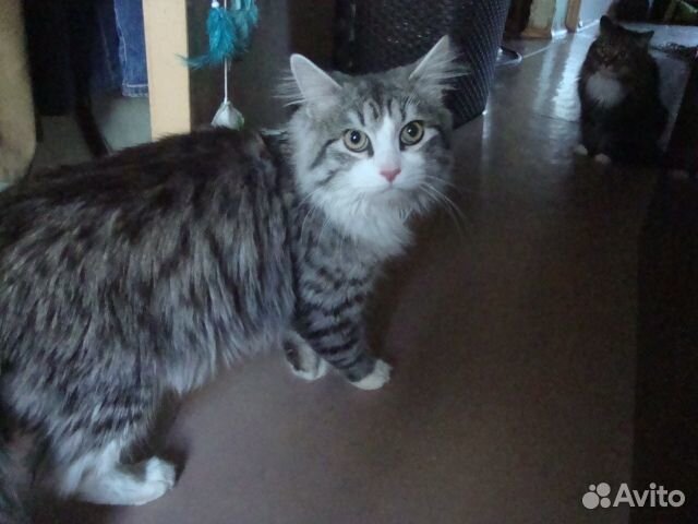 Ищет дом кот