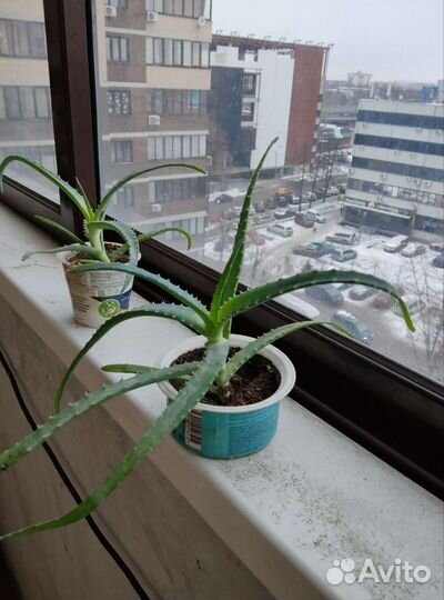 Алоэ Вера,Алоэ древовидное,Каланхоэ «Дегремона»