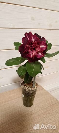 Цветущий адениум, сорт черри