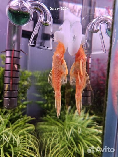 Аквариумные рыбки