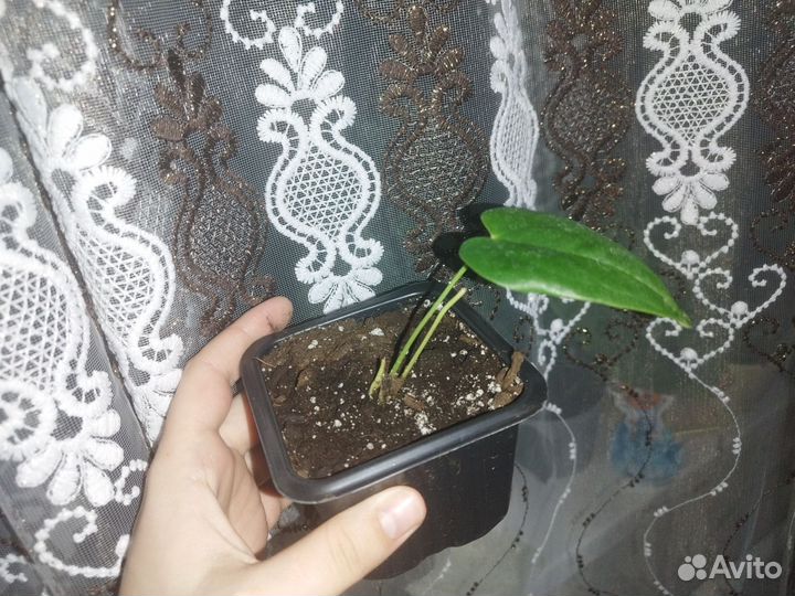 Антуриум красный