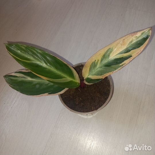 Продам цветы комнатные