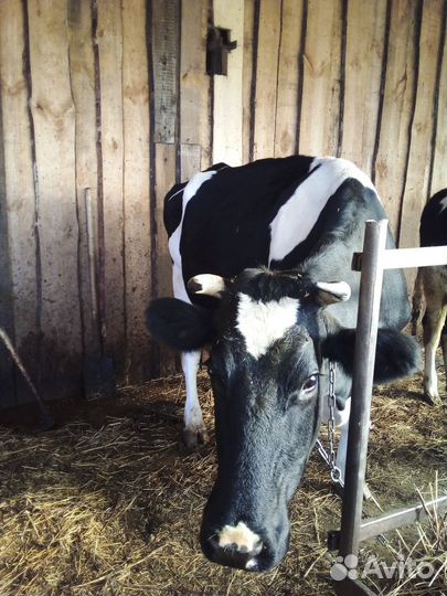 Корова дойная