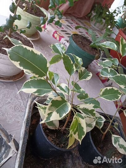 Фикус бенджамина пестролистный