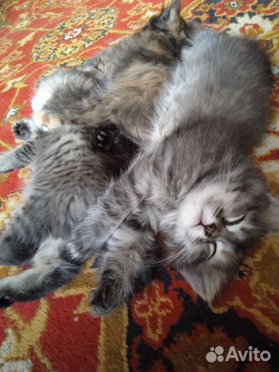 Отдам в добрые любящие руки чудесных котят