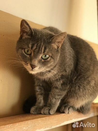 Стерилизованная кошечка