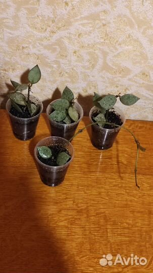 Хойи мелколистные