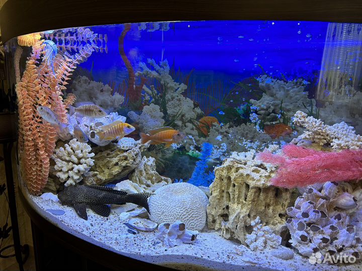 Аквариум