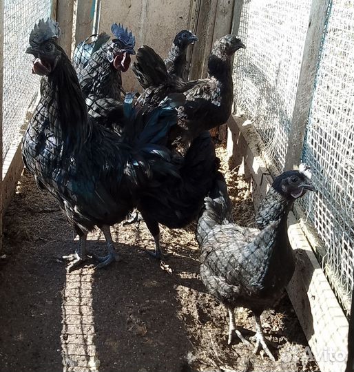 Инкубационное яйцо породистых кур