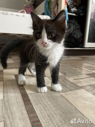 2 кошечки 2 месяца