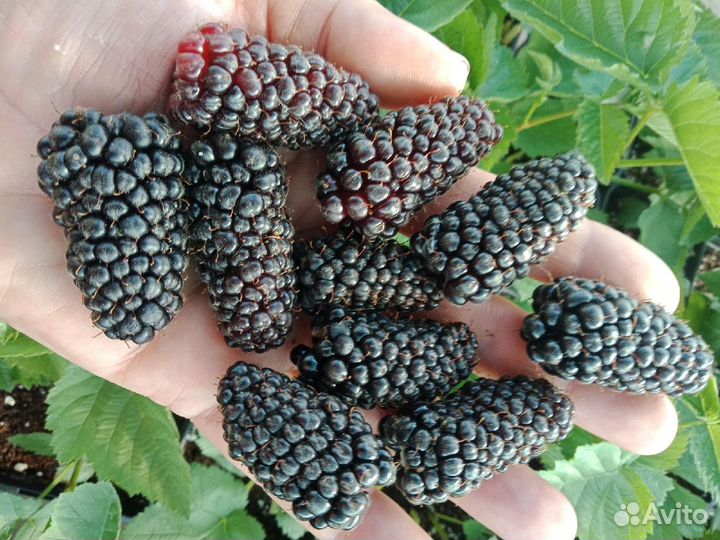 Саженцы ежевики, малины сортовые