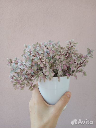 Традесканция мелколистная розовая пантера