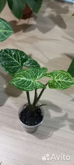 Сингониум Голден Венейшн