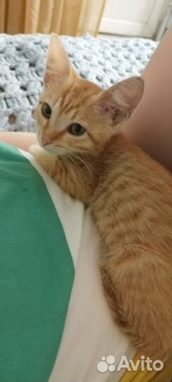 Котенок девочка, 2-2,5мес