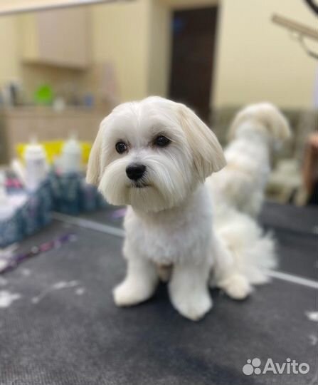 Уход за животными