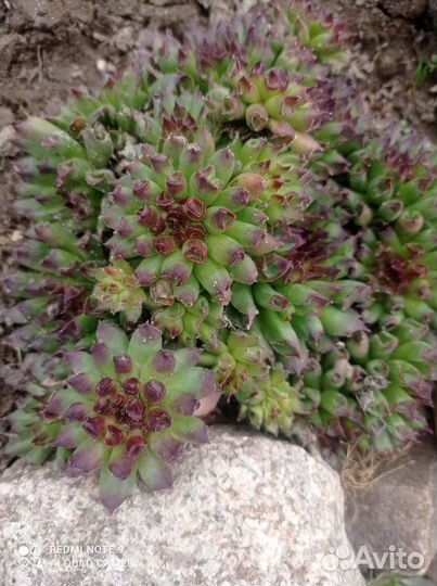 Молодило каменная роза