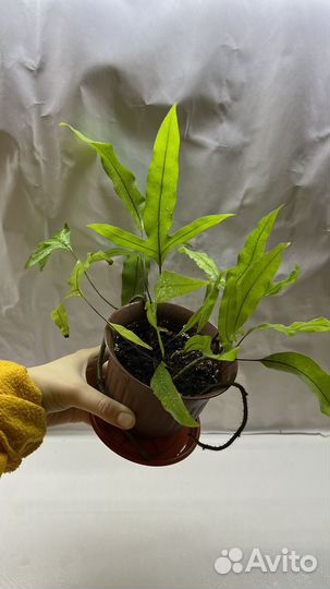 Папоротник Флебодиум