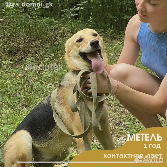 Метель стерилизованная годовалая красотка