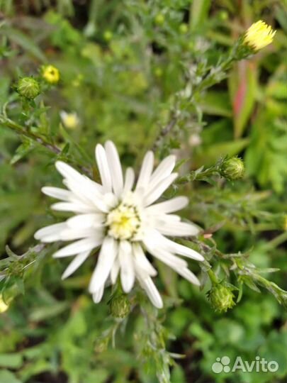 Цветы многолетние для сада