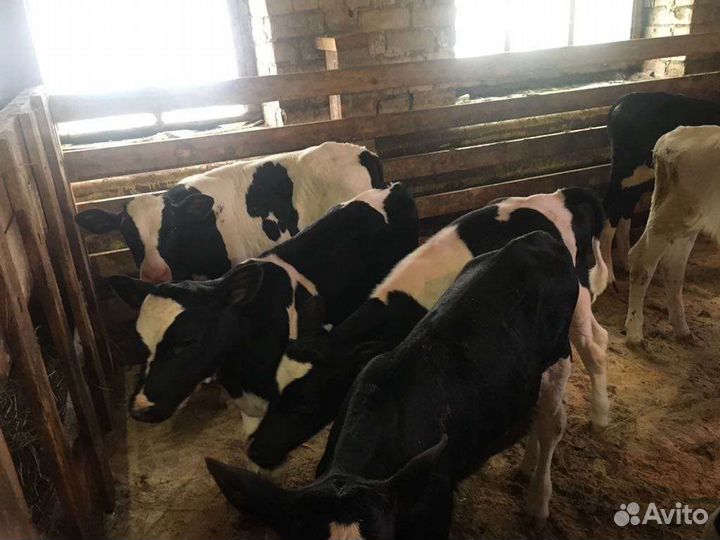 Телята бычки