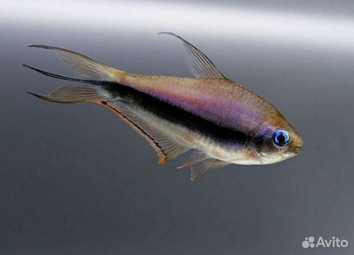 Тернеция, неоны, королевская тетра и др