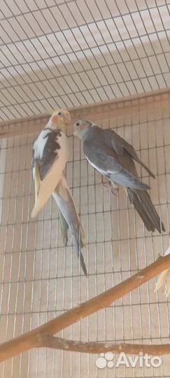 Попугай корелла птенец