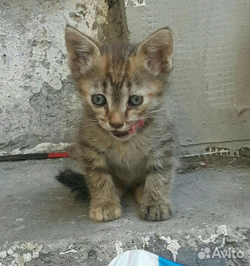 Продам котят